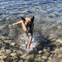 Chambers Creek Regional Park Off Leash Areas